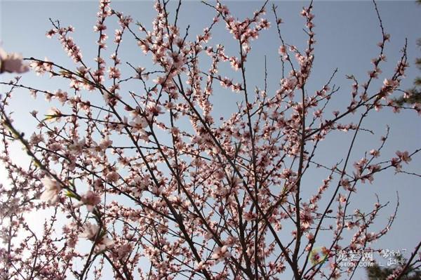 春到延安 花都开好了