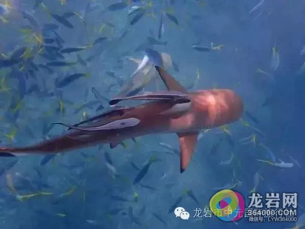 再不去就来不及了|即将取消免签,￥4999香港出