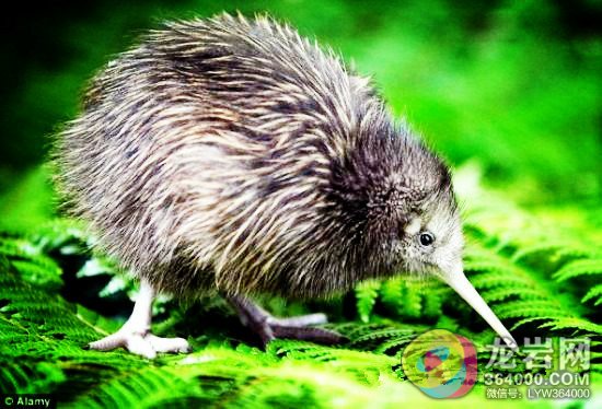 去新西兰旅游,值得一带的特产纪念品(2)