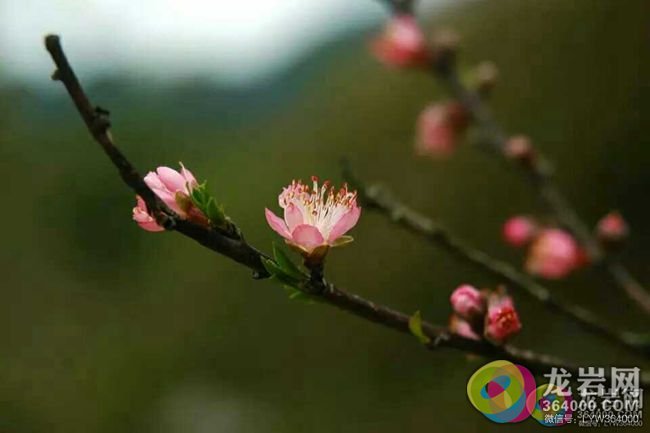 桃花笑曲谱_人面桃花曲谱(3)