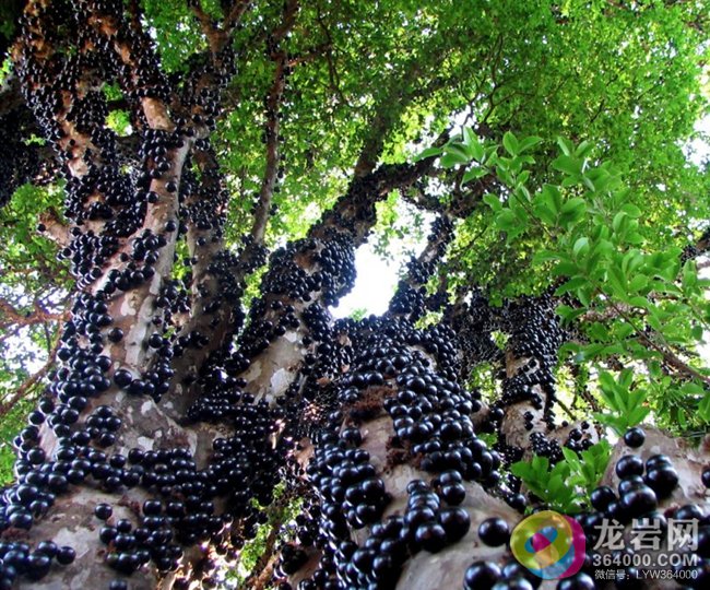 全龙岩首家种植树葡萄 营养价值高一斤至少2