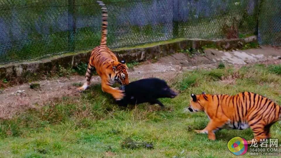 孕妇梦到老虎，探寻胎梦的奥秘与寓意